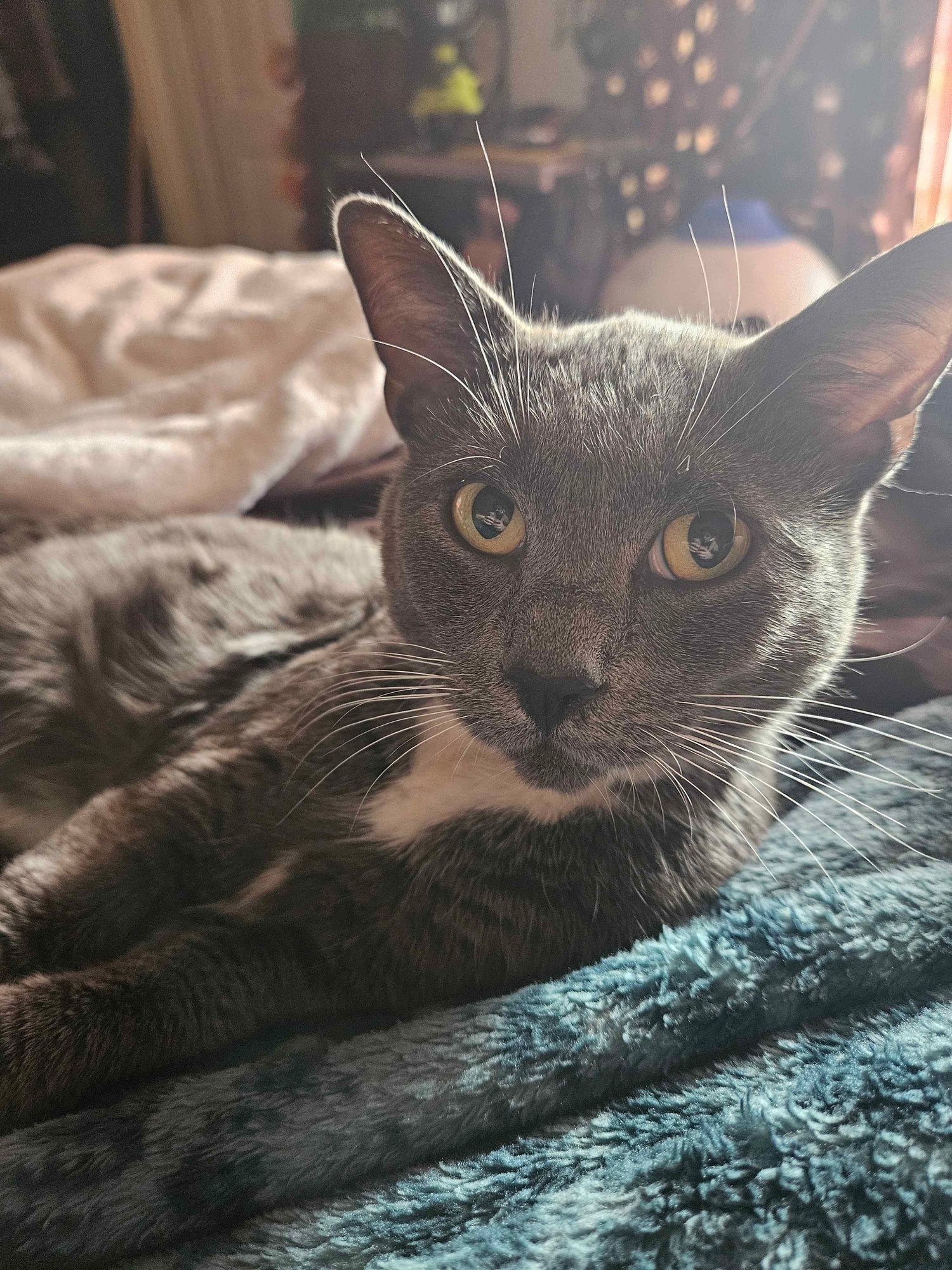 OUR CAT(s)